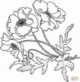 Coloring Poppies Flower Pages Silhouettes Supercoloring sketch template