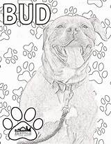 Coloring Sheets Featuring Adoptable Pets Pages Please sketch template