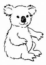 Koala Coloring Pages Kids Printable Template Animal Templates Sketch Animalplace sketch template