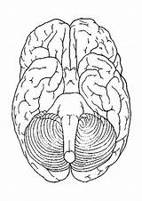 Cerebro Brain Gehirn Abajo Unteransicht Malvorlage Cervello Visto Hersenen Kleurplaat Human Colorare Educolor Humano Vistas Dibujos Educima Schulbilder Grote sketch template