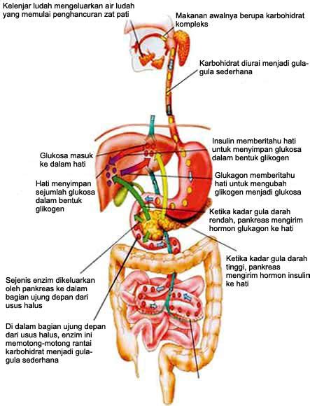 Healthy Life Anatomi Fisiologi Sistem Pencernaan Manusia