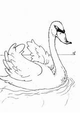 Coloring Swan Swans Pages Kids Animals Fun Poultry Print Zwaan Zwanen Books Popular Printable Large sketch template
