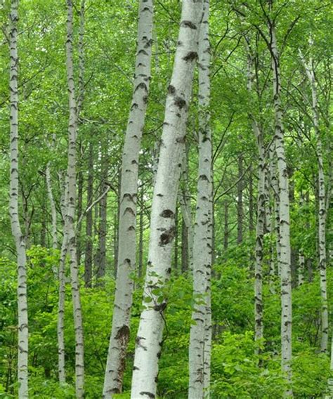 silver birch — exmoor trees