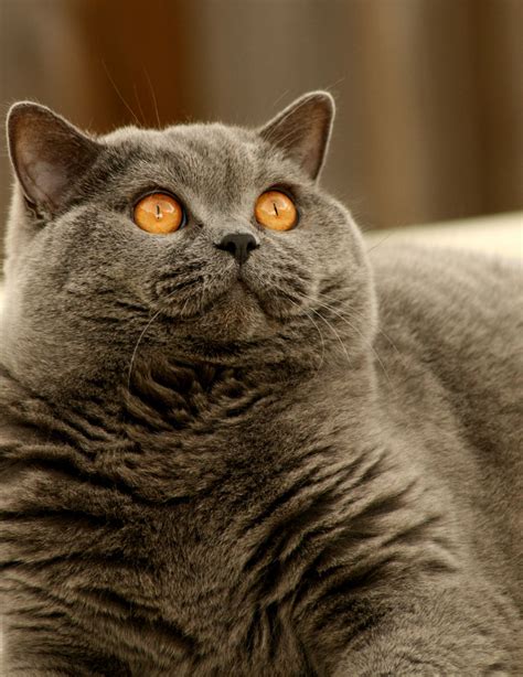 british shorthair  stock photo public domain pictures