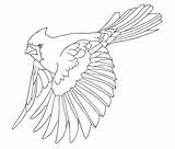 Cardinal Flying Dover Doverpublications sketch template