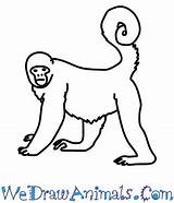 Monkey Woolly Draw Tutorial Print sketch template