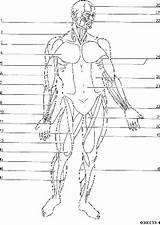 Coloring Human Muscle Anatomy Pages Book Body Choose Board Printables Kids sketch template