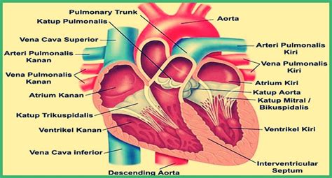 jantung manusia pengertian fungsi struktur  bagian riset