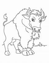 Bison Standing Coloring Still sketch template