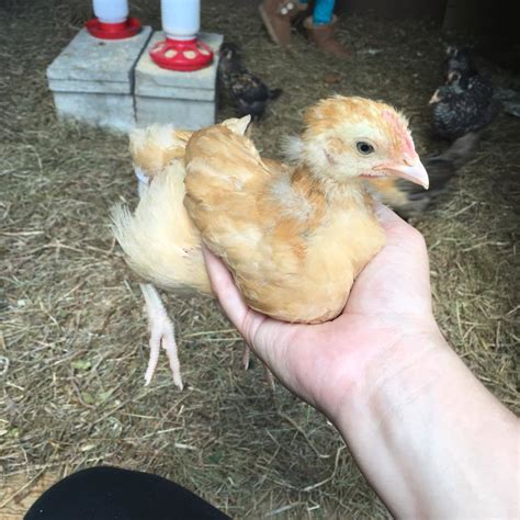 Buff Orpington 4 Weeks Old Sexing Help Backyard Chickens