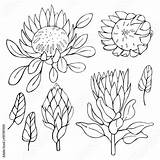 Protea Flowers Sketch sketch template