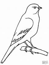 Canary Coloring Bird Pages Printable Drawing Perched Color Piping Plover sketch template