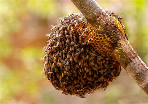 beehive  bee removal