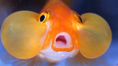 screaming fish