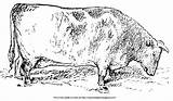 Coloring Steer Steers Eating Horn Fat Short sketch template
