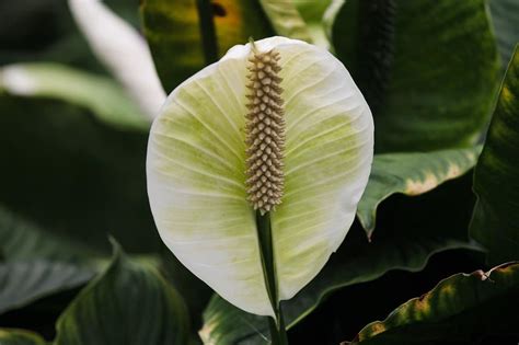 grow peace lily plants gardening channel