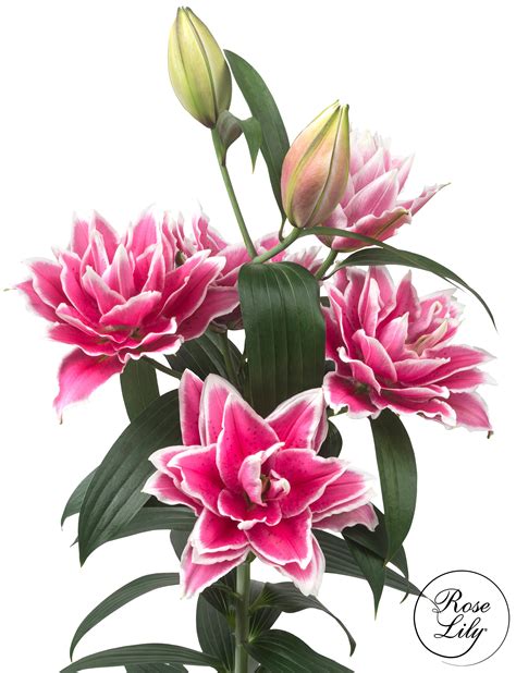 lilies double oriental roselily samantha double oriental lilies from
