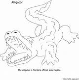Alligator Coloring Fsu I459 sketch template