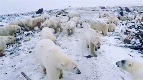 Polar Bears Have Invaded A Russian Outpost And They’re Hungry The