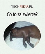 Image result for Co_to_za_żurawiowe. Size: 156 x 185. Source: www.techpedia.pl