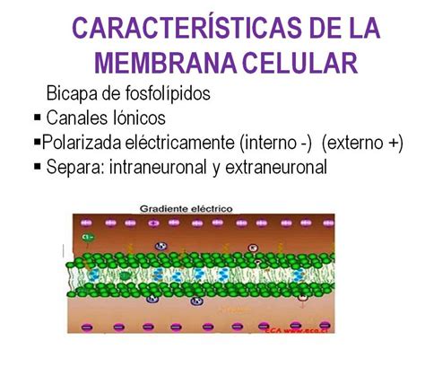 membrana celular generalidades de la membrana celular de las neuronas