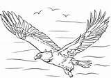 Eagle Coloring Bald Pages Wings Printable Flying Spread Drawing Kids Flight sketch template