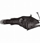 Afbeeldingsresultaten voor "dolopichthys Allector". Grootte: 172 x 185. Bron: lifecatalog.ru