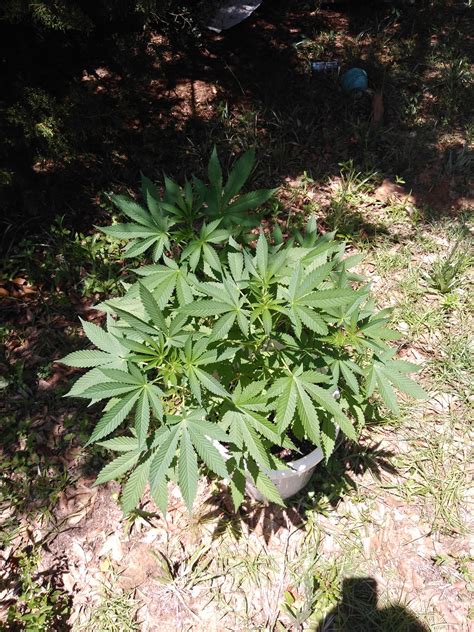 organic   florida sun rgrowingmarijuana