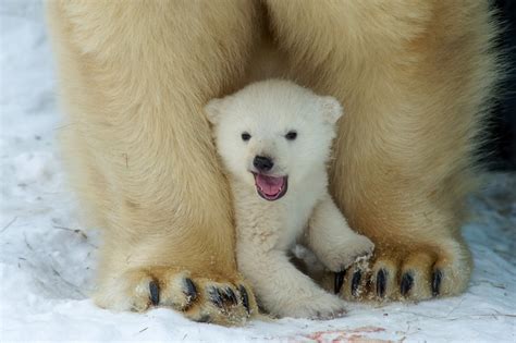 Why Do Polar Bears Look So White The Washington Post