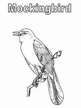 Mockingbird Coloring Pages Texas Color Printable Getcolorings Tech Template 84kb 800px sketch template