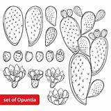 Fico Opuntia Prickly Fissato Pianta Vettore Profilo Stem Frutta Illustrazioni Gam sketch template