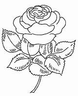 Bunga Mawar Sketsa Sederhana Pelajarindo sketch template