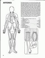 Coloring System Circulatory Pages Kids Pdf Library Clipart Coloringhome sketch template