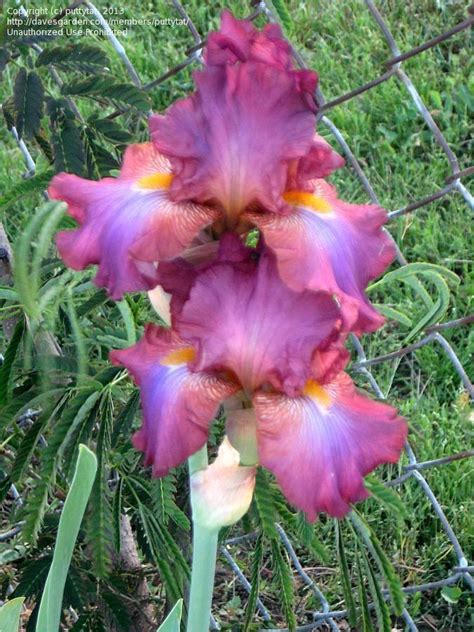 plantfiles pictures tall bearded iris cavalier s cape