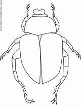Beetle Dung Scarab Drawing Coloring Ancient Egyptian Egypt Sketch Pages Parts Body Kids Mayo Bug Drawings Beetles Insects Bugs Clearly sketch template