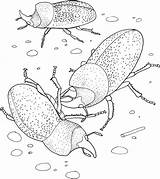 Beetle Scarabeo Rhino Rhinoceros Printablecolouringpages Printmania sketch template