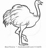 Ostrich Clipart Clip Outline Illustration Coloring Royalty Cartoon Ostriches Pages Vector Lal Perera Webstockreview Choose Board sketch template