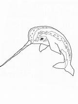 Narwhal Everfreecoloring Artic Netart sketch template