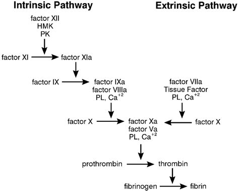 cascade model  coagulation  intrinsic  extrinsic  scientific diagram