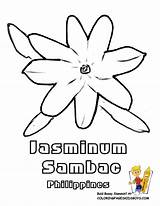 Coloring Flower Pages Colouring Sampaguita Jasminum Sambac Drawing Filipino Sheets Jasmine Clipart Library Flag Sri Lanka Asia Printable Getdrawings Choose sketch template