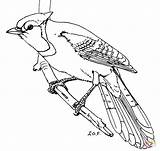 Jay Blue Coloring Pages Printable Simple Bird Bluejay Drawing Color Line Drawings Online Template Birds sketch template