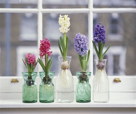 grow hyacinth flowers indoors