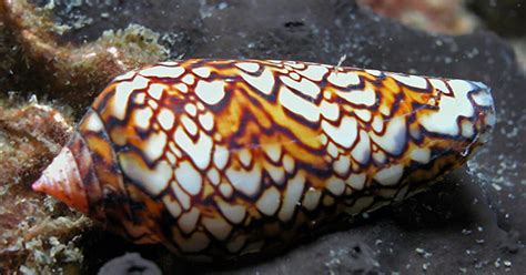 ocean facts beautiful  deadly cone snails