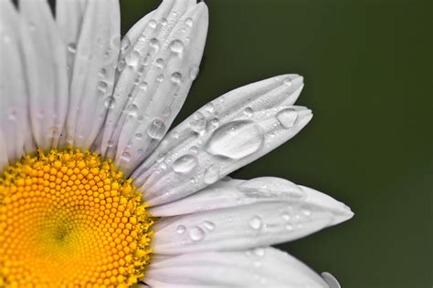 symbolic meaning   daisy deep insights   daisy  myth