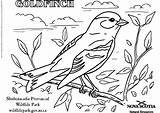 Coloring Goldfinch 531px 25kb Pages Large sketch template