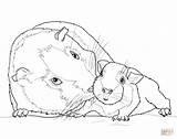 Guinea Meerschweinchen Ausmalbilder Inde Porcellino Cochon Colorare Cobaya Ausmalbild Kolorowanki Druku Malvorlagen Ausmalen Coloriage Kostenlos Supercoloring Morska Malvorlage Pigs Chomiki sketch template