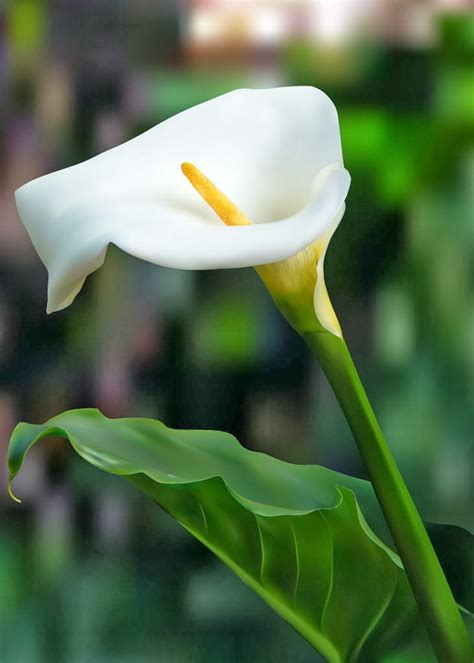 calla lily flower meaning