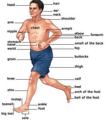 parts   human body parts learning english