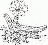 Saguaro Coloringme sketch template