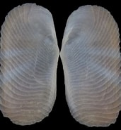 Afbeeldingsresultaten voor Solecurtidae. Grootte: 171 x 185. Bron: www.topseashells.com